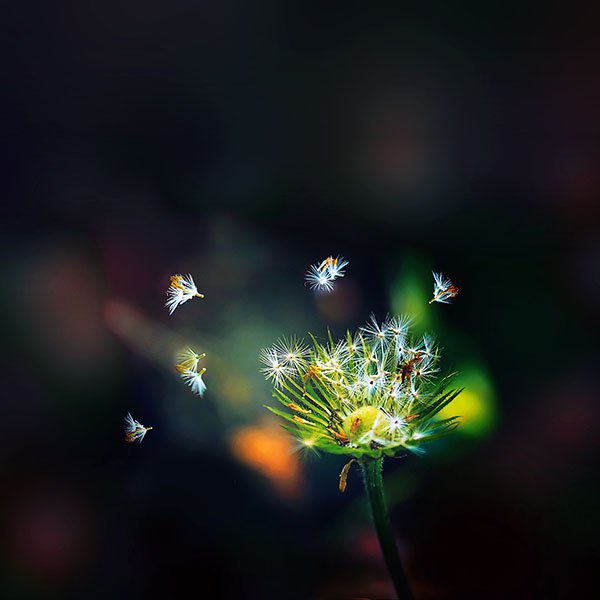 papers.co-ma99-blow-dandelion-flower-nature-wallpaper