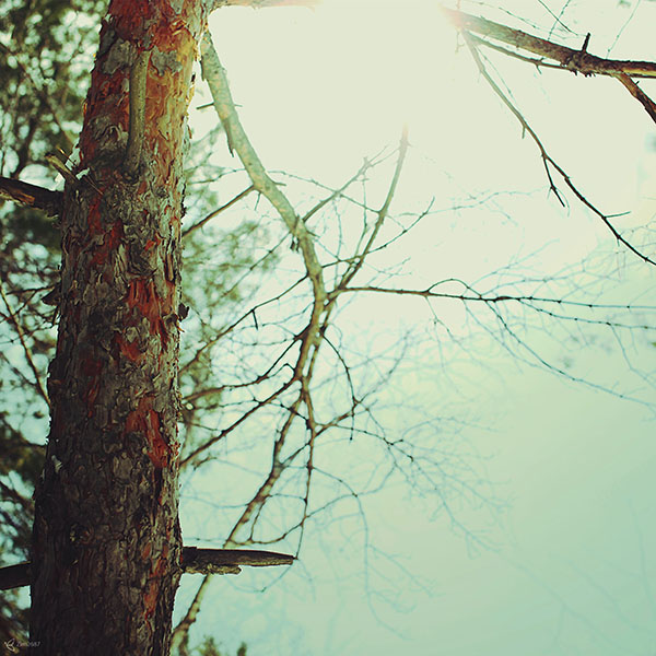 papers.co-mb34-wallpaper-goodbye-oz-leaf-forest-tree-wallpaper