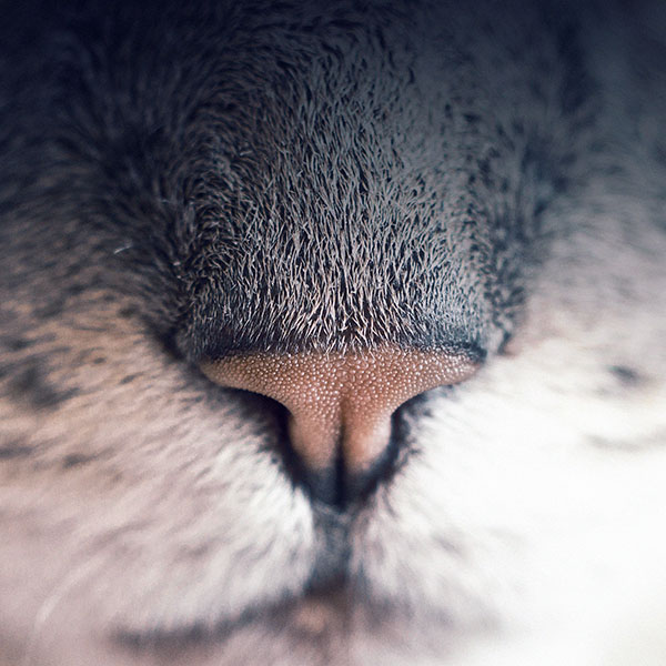 papers.co-mb85-wallpaper-18hs-cat-nose-animal-wallpaper
