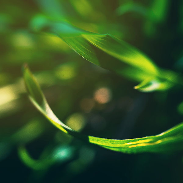 papers.co-mb89-wallpaper-a-and-b-2-leaf-wallpaper