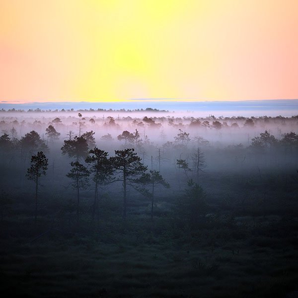 papers.co-md50-wallpaper-sunset-wood-nature-wallpaper