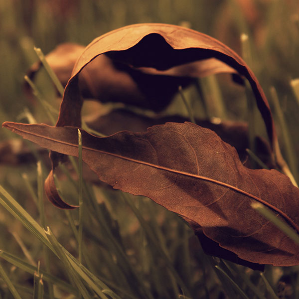 papers.co-me57-fall-weather-red-leaves-nature-wallpaper