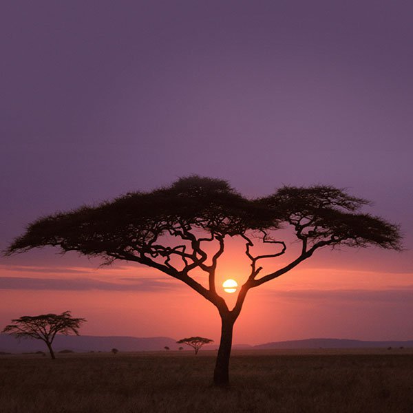 papers.co-mf03-solo-tree-safari-africa-sunset-wallpaper