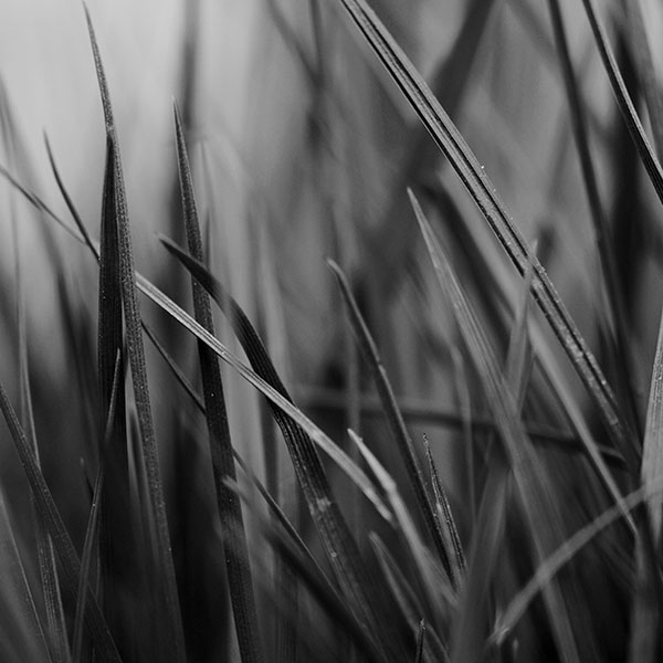 papers.co-mf54-grass-dark-bw-world-garden-leaf-nature-wallpaper