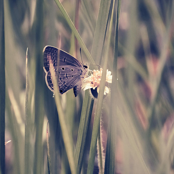 papers.co-mg73-butterfly-eating-time-blue-nature-wallpaper
