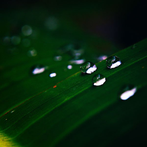 papers.co-mh10-water-drops-nature-dark-leaf-after-rain-forest-wallpaper