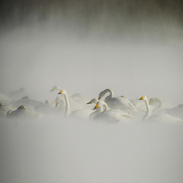papers.co-mi25-swan-birds-nature-animal-wallpaper