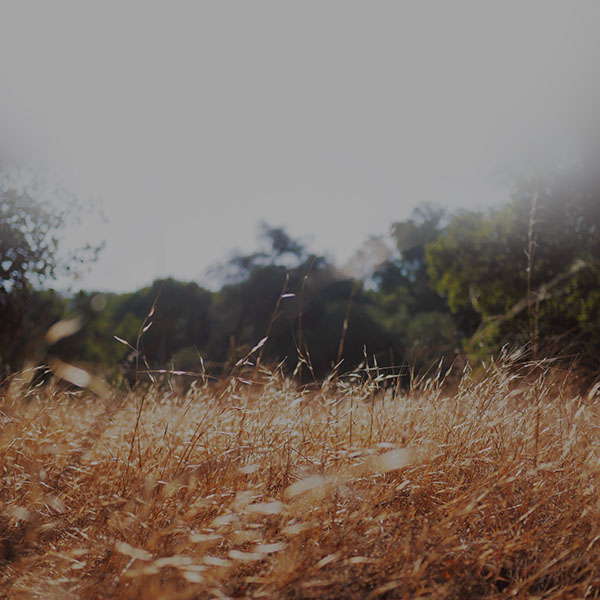 papers.co-mi43-rye-grass-field-bokeh-cool-mountain-cole-patrick-nature-wallpaper