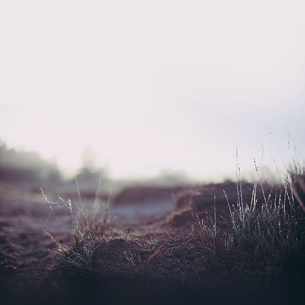 papers.co-mj57-depth-of-field-dessert-leaf-grass-nature-wallpaper