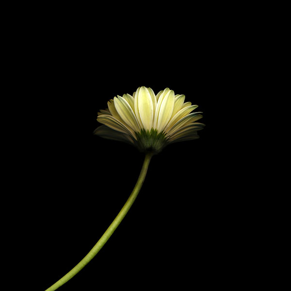 papers.co-mk67-lonely-flower-dark-simple-minimal-nature-wallpaper