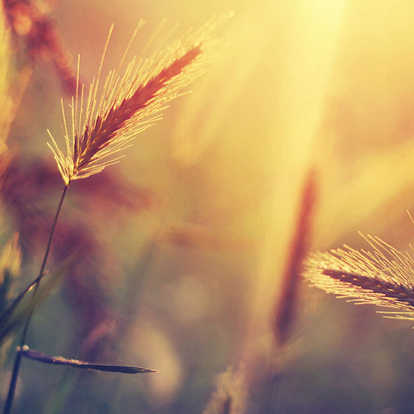 papers.co-mm18-sunset-reed-flower-nature-wallpaper
