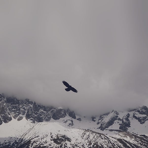 papers.co-mn79-julia-revitt-eagle-blue-mountain-winter-snow-nature-animal-wallpaper