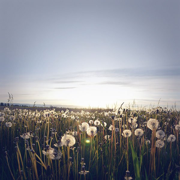 papers.co-mo32-nature-love-flower-dandelion-wallpaper