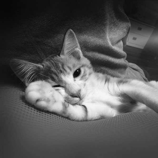 papers.co-mp45-nyangmi-cat-cute-animal-dark-wallpaper