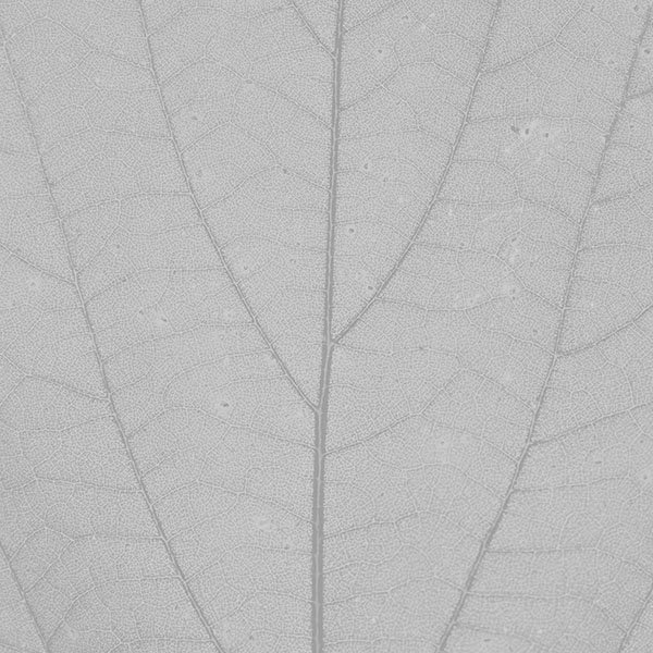 papers.co-vh99-white-leaf-texture-nature-pattern-wallpaper
