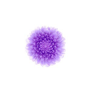 papers.co-ac95-wallpaper-apple-iphone6-plus-ios8-flower-purple-1-wallpaper1