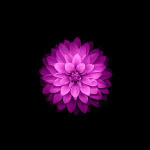 papers.co-ac98-wallpaper-apple-red-lotus-iphone6-plus-ios8-flower-1-wallpaper