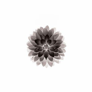 papers.co-ad42-apple-black-lotus-iphone6-plus-ios8-flower-1-wallpaper