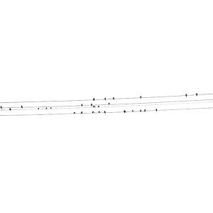 papers.co-ad91-birds-nature-minimal-white-1-wallpaper
