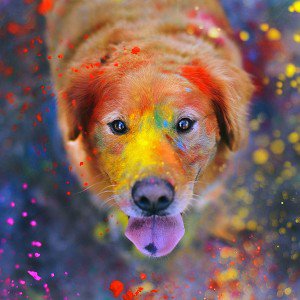 papers.co-ae49-dog-smile-fall-leaves-art-nature-1-wallpaper