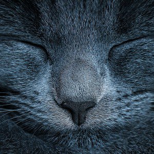 papers.co-ae79-sleeping-blue-cat-zoom-nature-1-wallpaper