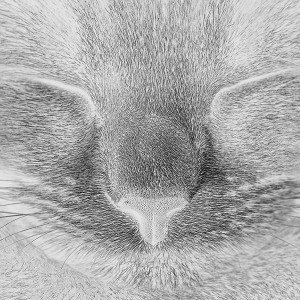 papers.co-ae81-sleeping-white-cat-zoom-nature-1-wallpaper