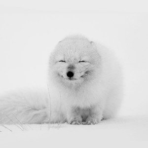 papers.co-af02-arctic-fox-happy-moment-1-wallpaper