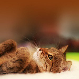 papers.co-ma17-cat-in-bed-animal-nature-1-wallpaper1