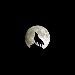 papers.co-ma32-wolf-howl-animal-dark-minimal-nature-1-wallpaper
