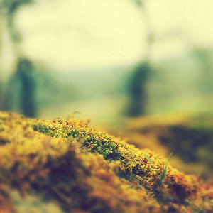 papers.co-ma39-lovely-moss-flower-nature-1-wallpaper