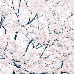 papers.co-ma64-sakura-cherry-spring-tree-flower-nature-1-wallpaper