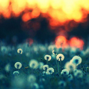 papers.co-ma79-dandelion-family-flower-nature-1-wallpaper