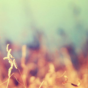 papers.co-mb28-wallpaper-extra-ordinarys-leaf-nature-1-wallpaper