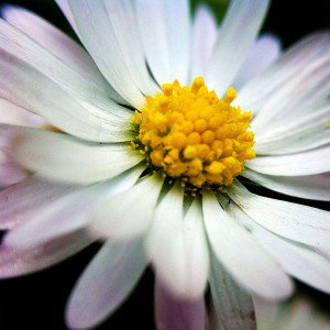 papers.co-mb32-wallpaper-flower-in-dark-1-wallpaper