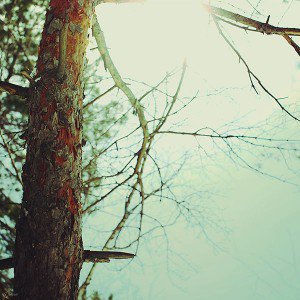 papers.co-mb34-wallpaper-goodbye-oz-leaf-forest-tree-1-wallpaper1