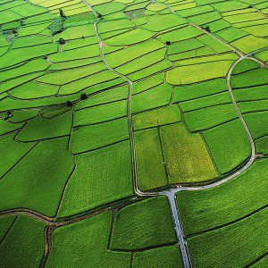papers.co-mb57-wallpaper-rice-paddy-field-nature-1-wallpaper
