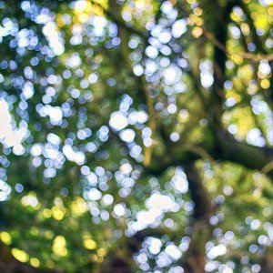 papers.co-mb67-wallpaper-tree-bokeh-leaf-mountain-1-wallpaper