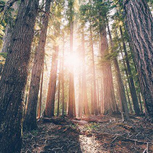 papers.co-mb68-wallpaper-trees-mountain-1-wallpaper
