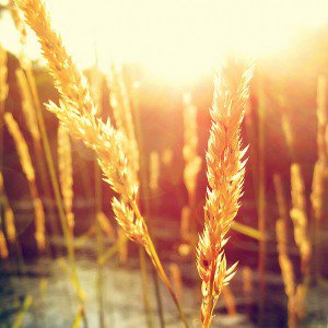 papers.co-mb80-wallpaper-136-i-b-reed-leaf-1-wallpaper