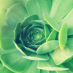 papers.co-mb81-wallpaper-143-i-green-leaf-flower-1-wallpaper