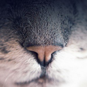 papers.co-mb85-wallpaper-18hs-cat-nose-animal-1-wallpaper