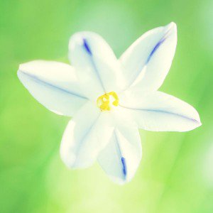 papers.co-mb86-wallpaper-21-ii-cute-flower-1-wallpaper