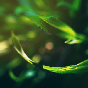 papers.co-mb89-wallpaper-a-and-b-2-leaf-1-wallpaper