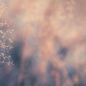 papers.co-mb99-wallpaper-about-october-2-flower-1-wallpaper
