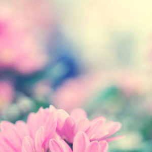 papers.co-mc22-wallpaper-boo-184-flower-pink-blurred-1-wallpaper