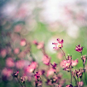papers.co-mc39-wallpaper-field-pink-flowers-1-wallpaper