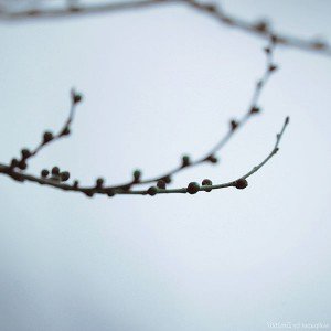 papers.co-mc51-wallpaper-from-nowhere-tree-blue-1-wallpaper