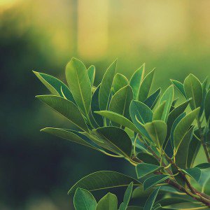 papers.co-mc66-wallpaper-green-species-leaf-1-wallpaper