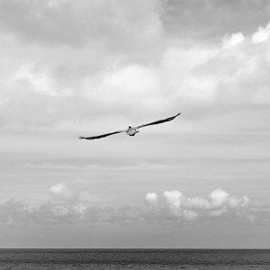 papers.co-mc72-wallpaper-are-you-jonathan-animal-bird-1-wallpaper