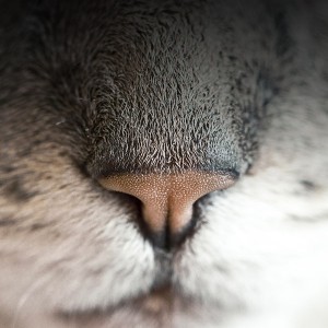 papers.co-mc92-wallpaper-cat-nose-animal-zoom-1-wallpaper